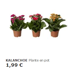 Plantes - Cache-Pots Et Plantes 2- Ikea