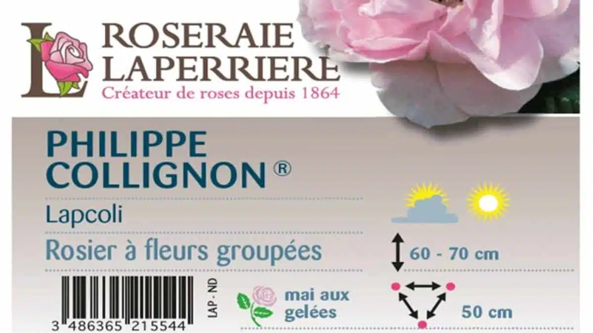 Laperriere-rose-collignon-JAF-Jardinerie