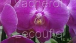 ORCHIDEES LECOUFLE - ELEVEES COMME DES POULES EN PLEIN AIR ! | www.Jardinerie-Animalerie-Fleuriste.fr image 1