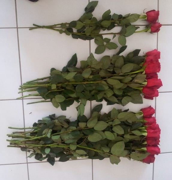 J'Ai Teste Pour Vous - Des Roses De Colombie En 3 Jours Chrono ! | Www.jardinerie-Animalerie-Fleuriste.fr Image 1