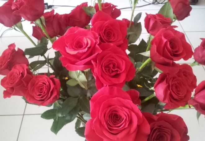 J'Ai Teste Pour Vous - Des Roses De Colombie En 3 Jours Chrono !