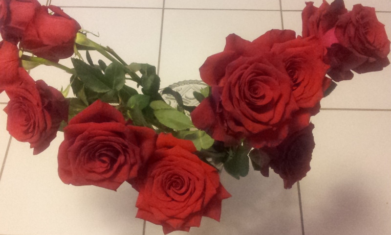 J'Ai Teste Pour Vous - Des Roses De Colombie En 3 Jours Chrono ! | Www.jardinerie-Animalerie-Fleuriste.fr Image 11