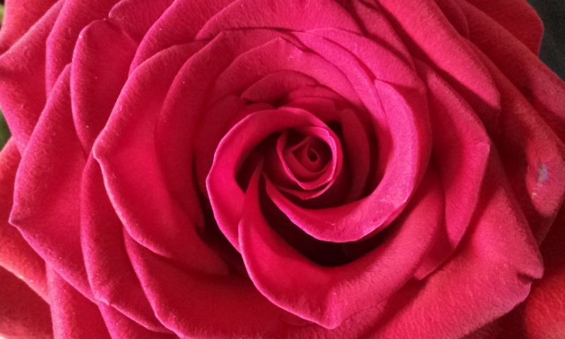 J'Ai Teste Pour Vous - Des Roses De Colombie En 3 Jours Chrono ! | Www.jardinerie-Animalerie-Fleuriste.fr Image 12