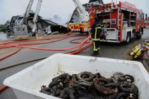 SAVANNAH - INCENDIE DES ENTREPOTS DU GROSSISTE DE REPTILES | www.Jardinerie-Animalerie-Fleuriste.fr