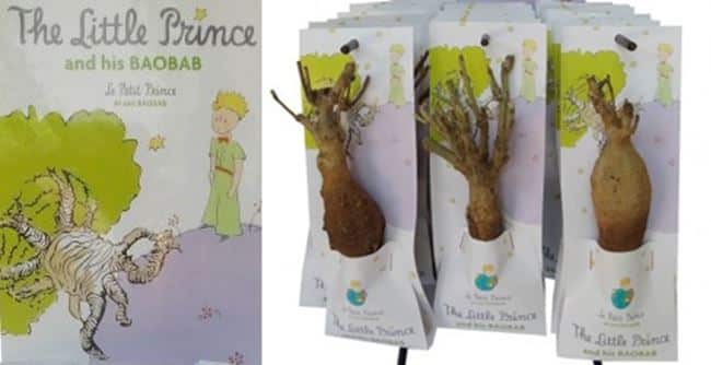 INNOVATION SALON DU VEGETAL 2014 - LES BAOBABS DISPONIBLES EN FRANCE ! | www.Jardinerie-Animalerie-Fleuriste.fr