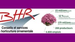 CHRYSANTHEMES - 6 MOIS POUR LES PRODUIRE ! | www.Jardinerie-Animalerie-Fleuriste.fr