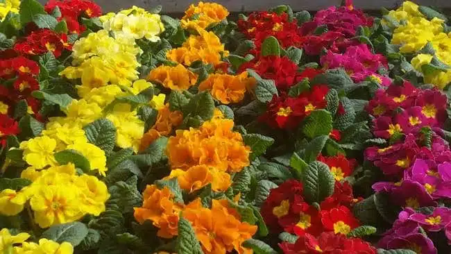 marche-aux fleurs-botanic-dijon-JAF-Jardinerie