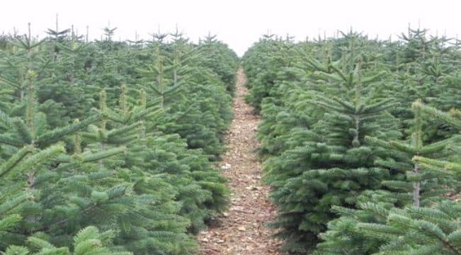 FREDERIC NAUDET - LA VENTE DE SAPIN EN LIGNE DÉCOLLE !  | www.Jardinerie-Animalerie-Fleuriste.fr