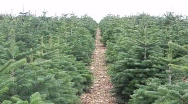 FREDERIC NAUDET - LA VENTE DE SAPIN EN LIGNE DÉCOLLE !  | www.Jardinerie-Animalerie-Fleuriste.fr