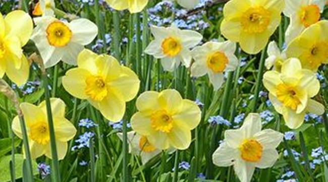 PRINTEMPS - L'ACTIVITE REPREND DOUCEMENT DANS LES JARDINERIES DU SUD | www.Jardinerie-Animalerie-Fleuriste.fr