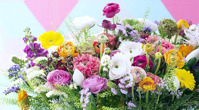 L'OFFICE HOLLANDAIS DES FLEURS PRESENTE LA RENONCULE | www.Jardinerie-Animalerie-Fleuriste.fr