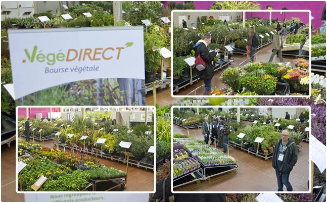 VEGEDIRECT3