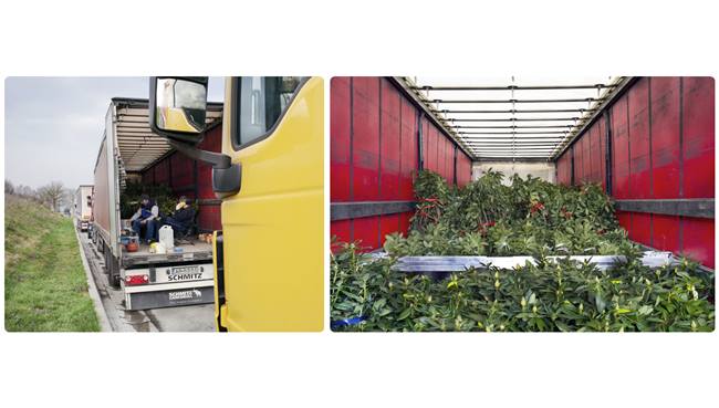 EN FRANCE - COMMENT LES VEGETAUX SONT PARFOIS TRANSPORTES | www.Jardinerie-Animalerie-Fleuriste.fr