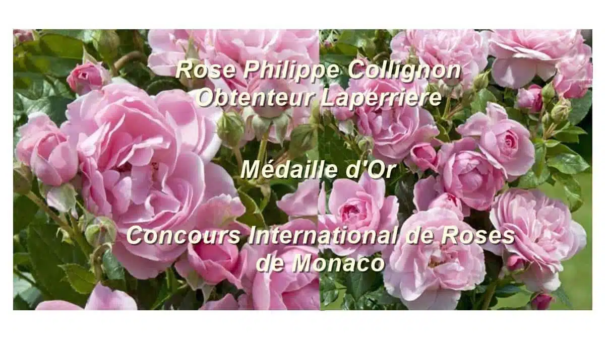 rose-laperriere-collignon-JAF-Jardinerie