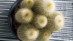 cactus-JAF-jardinerie-Fleuriste