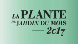 OHF-La-plante-de-jardin-du-mois-2017-JAF-Jardinerie-Fleuriste