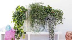OHF-plantes-retombantes-JAF-Jardinerie-Fleuriste