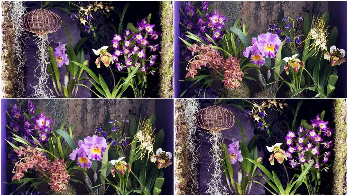 orchidees-jaf-jardinerie-fleuriste