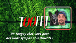 tanguy-toopet-videos-jaf-animalerie