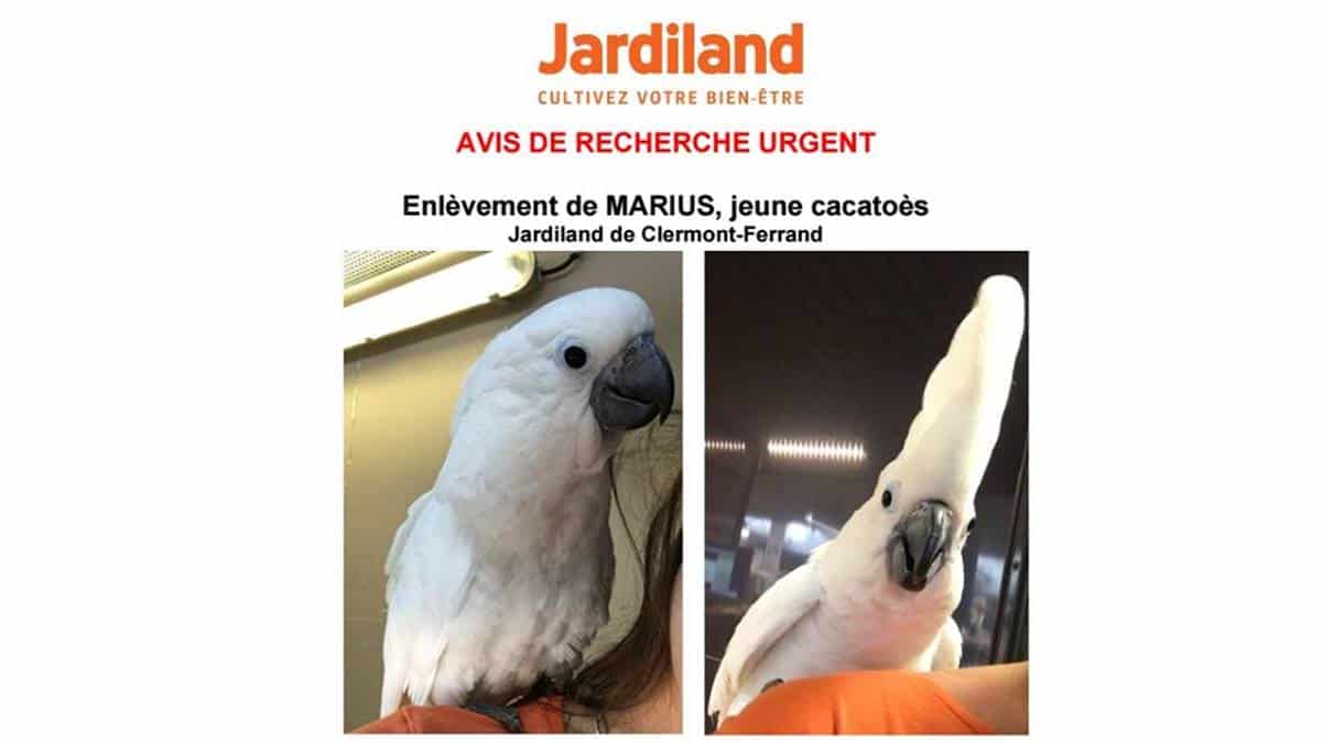 marius-caccatoes-perroquet-jardiland-JAF-Jardinerie-Animalerie