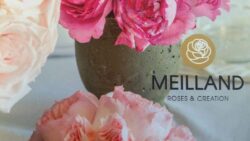 meilland-roses-JAF-info-jardinerie-fleuriste