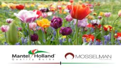 mantel holland Mosselman - JAF-info - Jardinerie