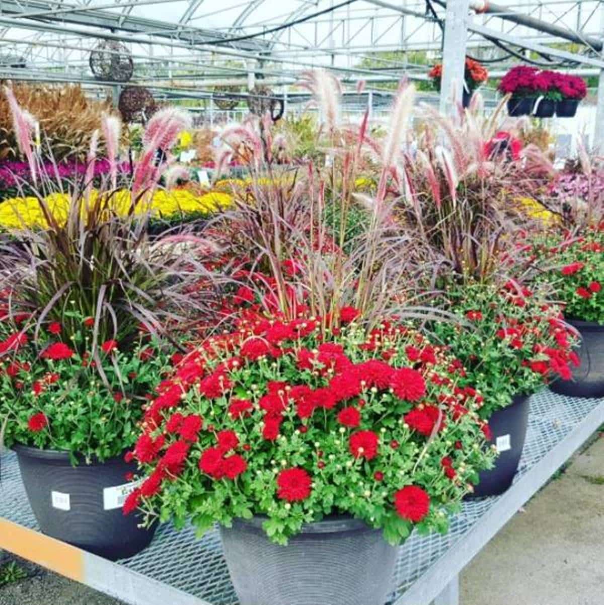 [Photo] Manuel Rucar – Congres International Des Jardineries – Toronto 2017