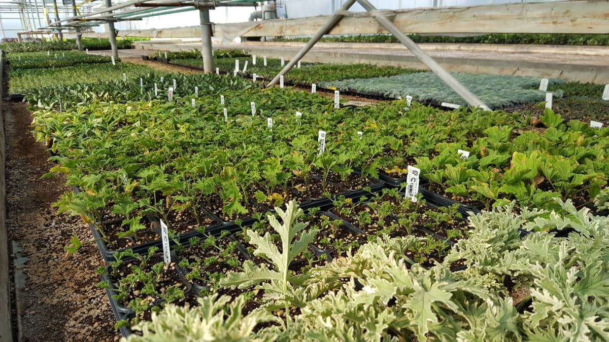 [Photo] Manuel Rucar – Congres International Des Jardineries – Toronto 2017
