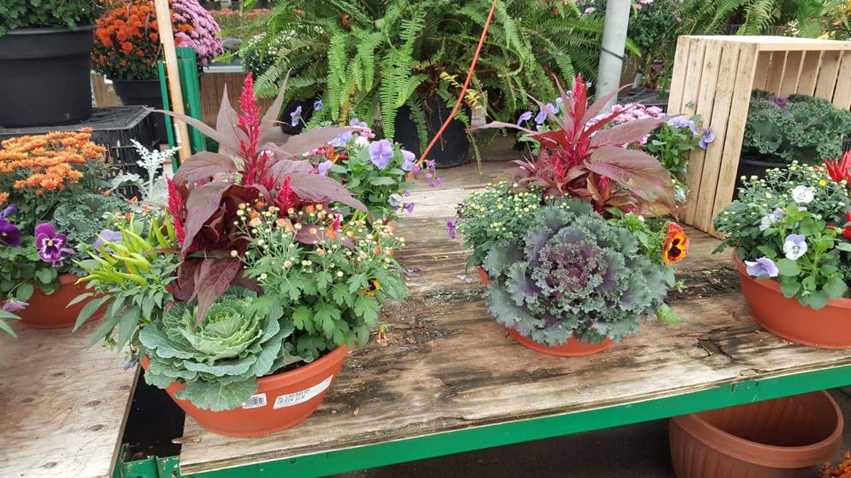 [Photo] Manuel Rucar – Congres International Des Jardineries – Toronto 2017