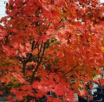 Exclusif – Manuel Rucar Chlorosphere – Envoyé spécial au Congres International des Jardineries – Toronto 2017 – Jour 1