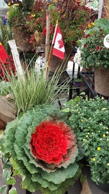 Exclusif – Manuel Rucar Chlorosphere – Envoyé spécial au Congres International des Jardineries – Toronto 2017 – Jour 1