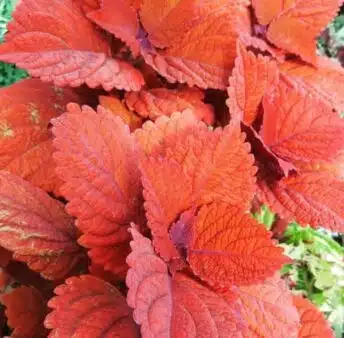 Exclusif – Manuel Rucar Chlorosphere – Envoyé spécial au Congres International des Jardineries – Toronto 2017 – Jour 1