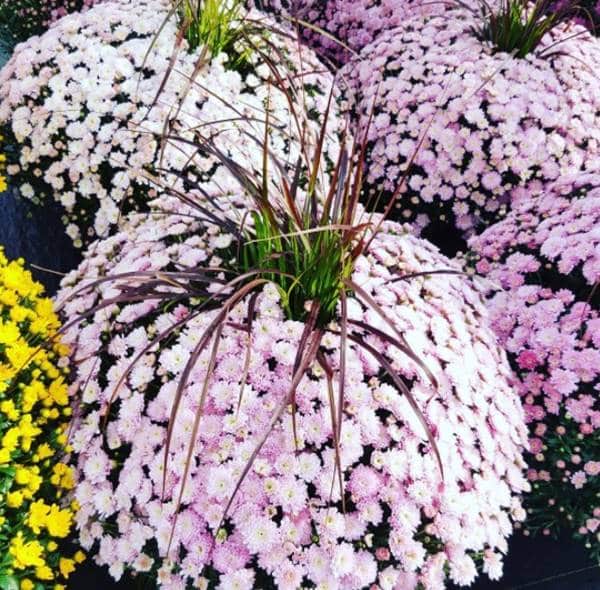 [Photo] Manuel Rucar – Congres International Des Jardineries – Toronto 2017