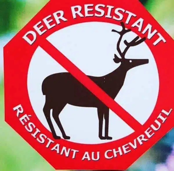 Exclusif – Manuel Rucar Chlorosphere – Envoyé spécial au Congres International des Jardineries – Toronto 2017 – Jour 1
