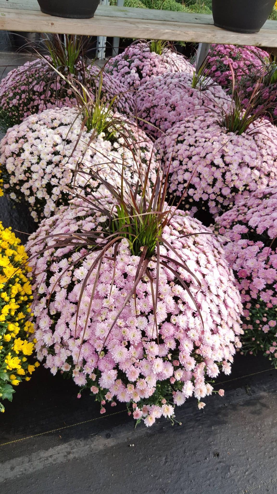 [Photo] Manuel Rucar – Congres International Des Jardineries – Toronto 2017