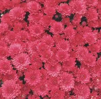 Exclusif – Manuel Rucar Chlorosphere – Envoyé spécial au Congres International des Jardineries – Toronto 2017 – Jour 1
