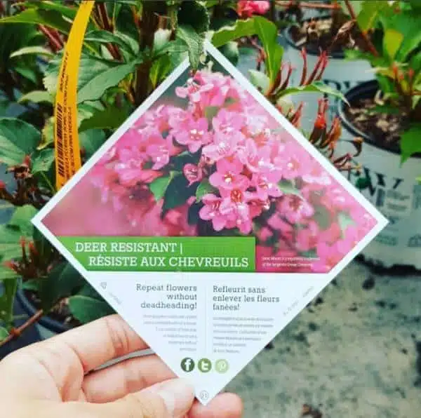 Exclusif – Manuel Rucar Chlorosphere – Envoyé spécial au Congres International des Jardineries – Toronto 2017 – Jour 1