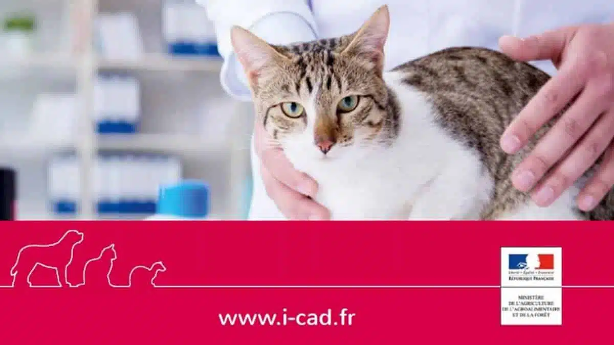 chat ICAD - JAF-info - Animalerie