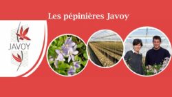 javoy-plantes-clematites JAF-info Jardinerie