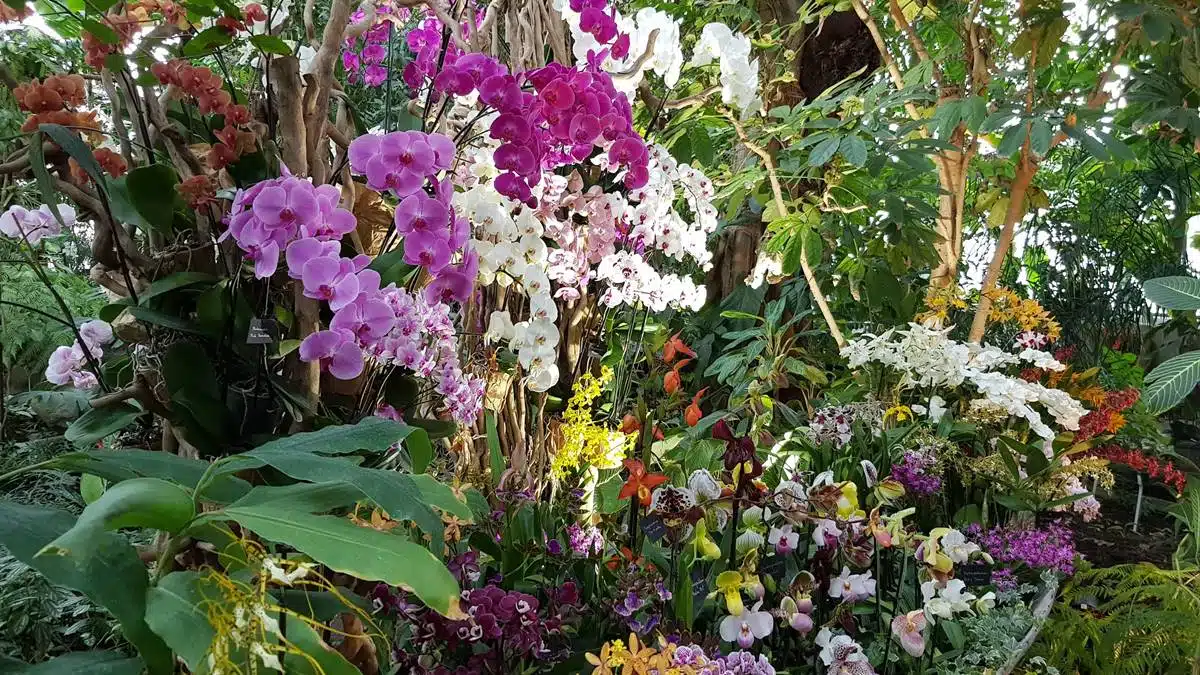 1001 Orchidées Jardin des Plantes - Paris - JAF-info Jardinerie Fleuriste -20180207-013