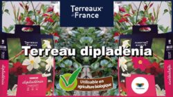 dipladenia Terreau de france Premier Tech JAF-info Jardinerie
