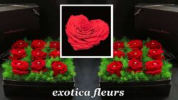 exotica fleurs - capital - fleuriste - JAF-info