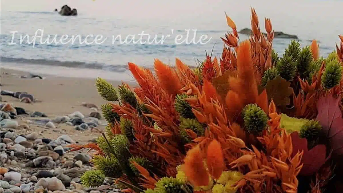 Influence Naturelle - Fleuriste - fleurs seches - JAF-info