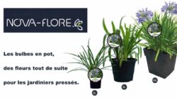 nova flore bulbes en pot - JAF-info - Jardinerie