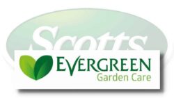 Scotts Evergreen