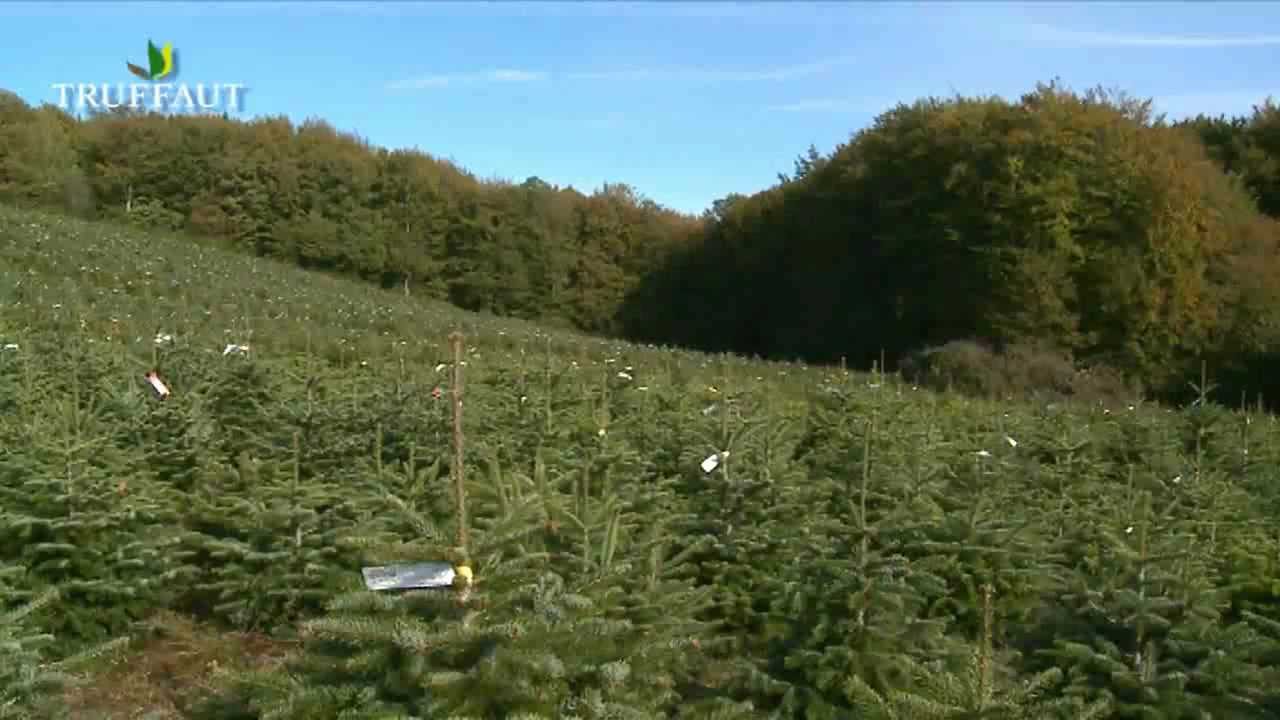 Producteur de sapin d'exception : les pépinières Naudet - Jardinerie Truffaut TV