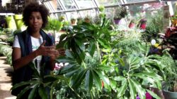 BOTANIC : Stéphanie, responsable serre aux plantes Suresnes, présente le philodendron « Bean »