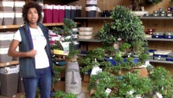 BOTANIC : Stéphanie, responsable serre aux plantes Botanic Suresnes, présente les Bonzaïs