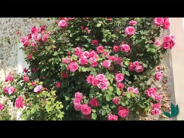 Juin : visite des jardins en fleurs - Jardinerie Truffaut TV