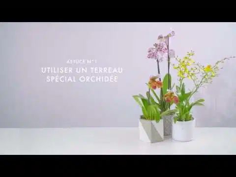 Orchidée Astuce De Soins_Une Orchidée En Excellente Santé